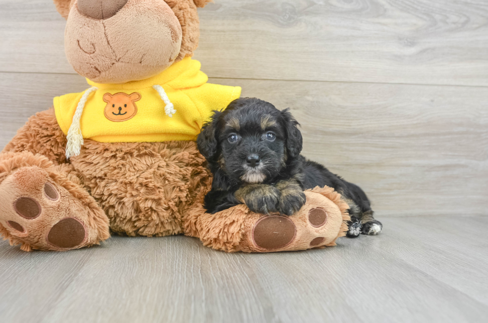 5 week old Mini Bernedoodle Puppy For Sale - Seaside Pups