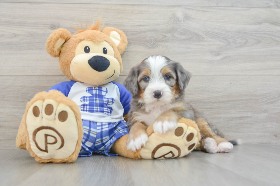 Best Mini Bernedoodle Baby