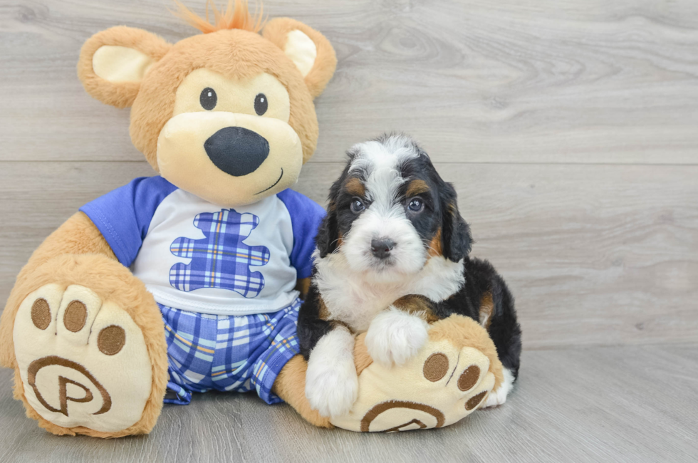 6 week old Mini Bernedoodle Puppy For Sale - Seaside Pups