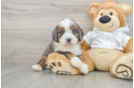 Mini Bernedoodle Pup Being Cute
