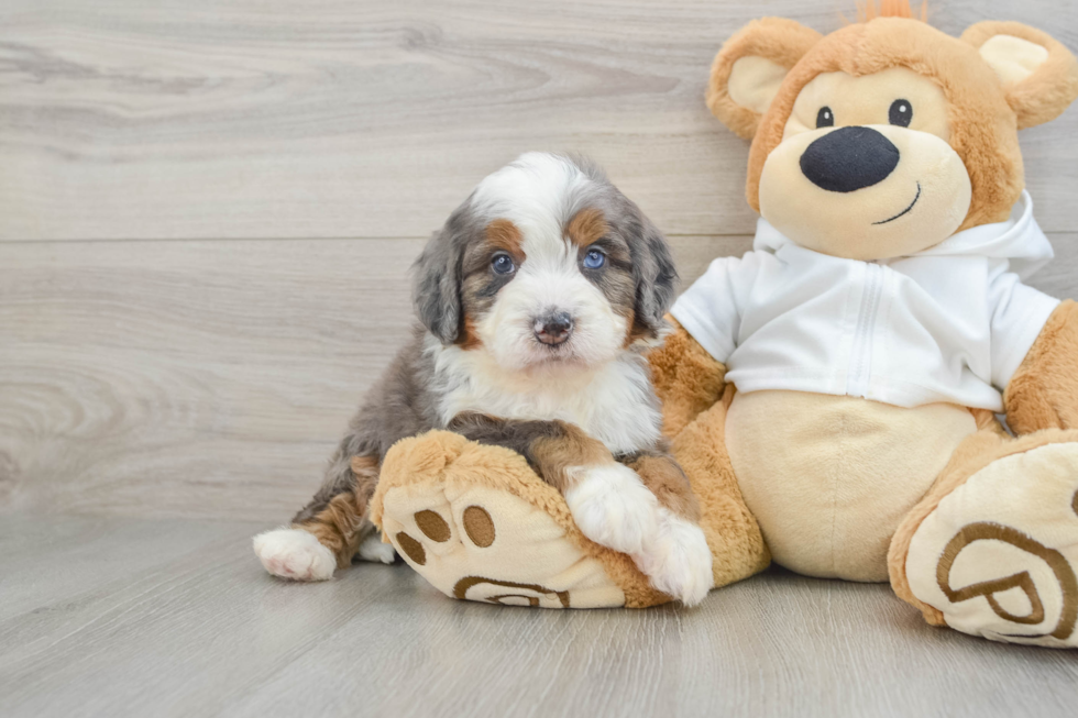 Mini Bernedoodle Pup Being Cute