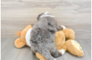 Hypoallergenic Mini Bernesepoo Poodle Mix Puppy