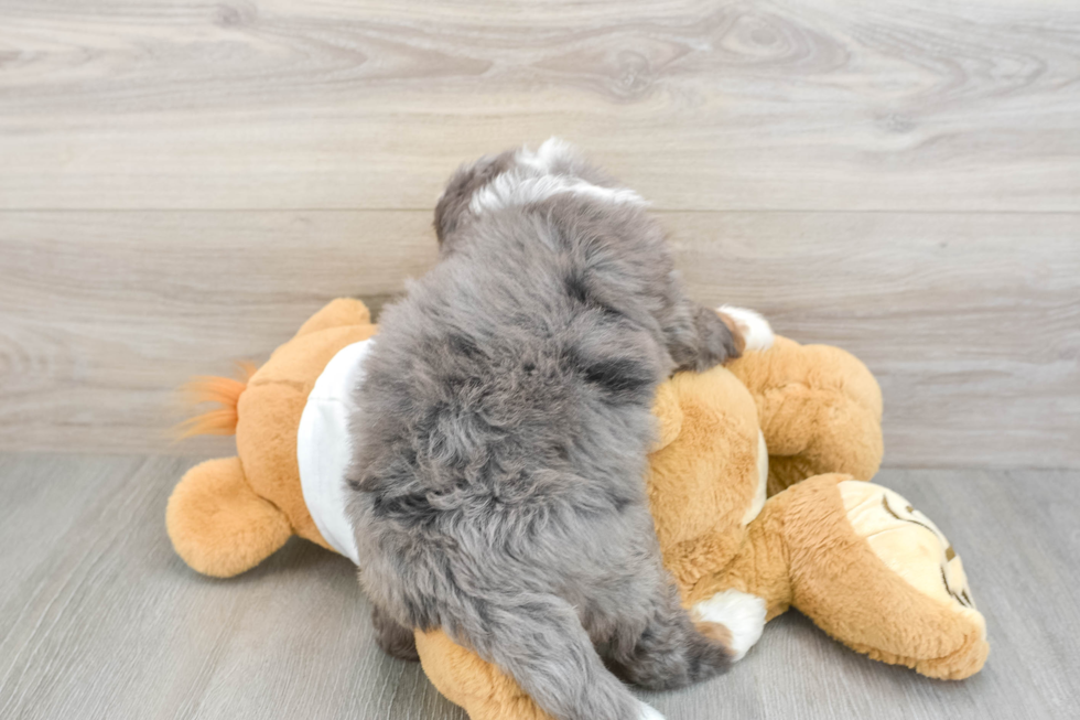 Hypoallergenic Mini Bernesepoo Poodle Mix Puppy