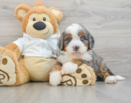7 week old Mini Bernedoodle Puppy For Sale - Seaside Pups