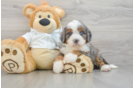 Energetic Mini Berniedoodle Poodle Mix Puppy
