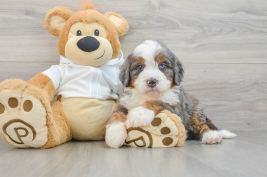 Energetic Mini Berniedoodle Poodle Mix Puppy