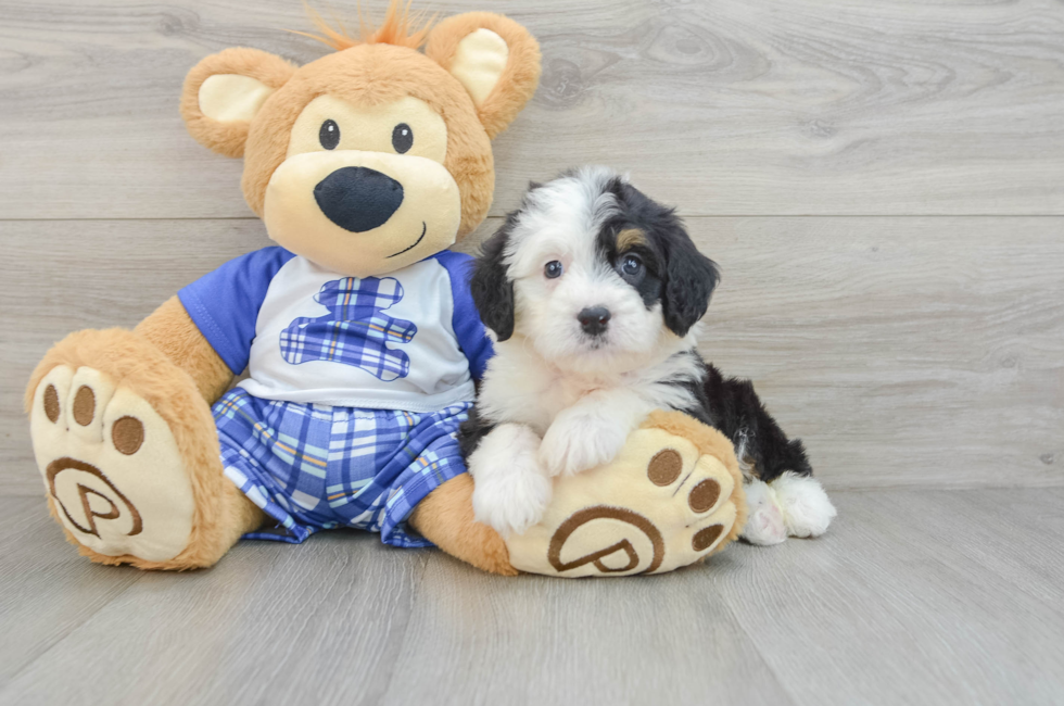 6 week old Mini Bernedoodle Puppy For Sale - Seaside Pups