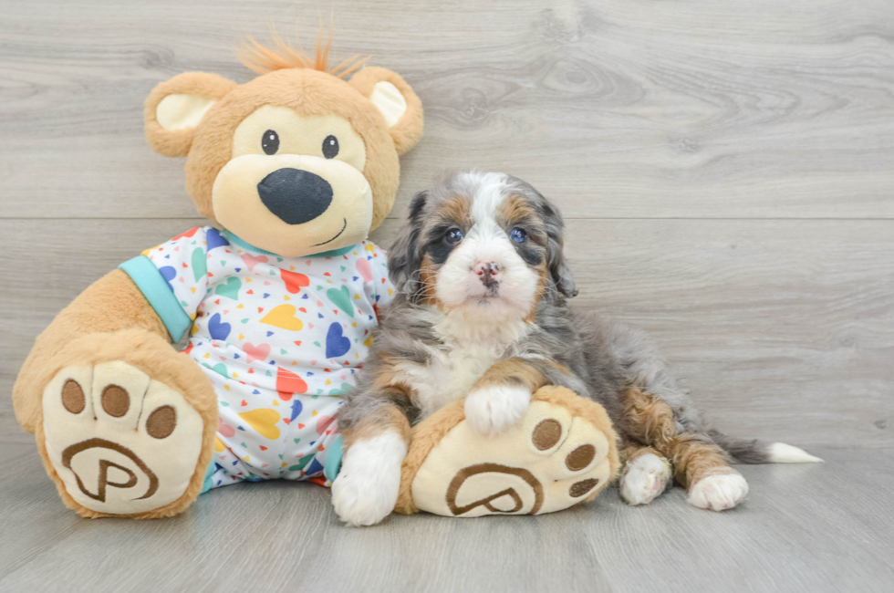 6 week old Mini Bernedoodle Puppy For Sale - Seaside Pups