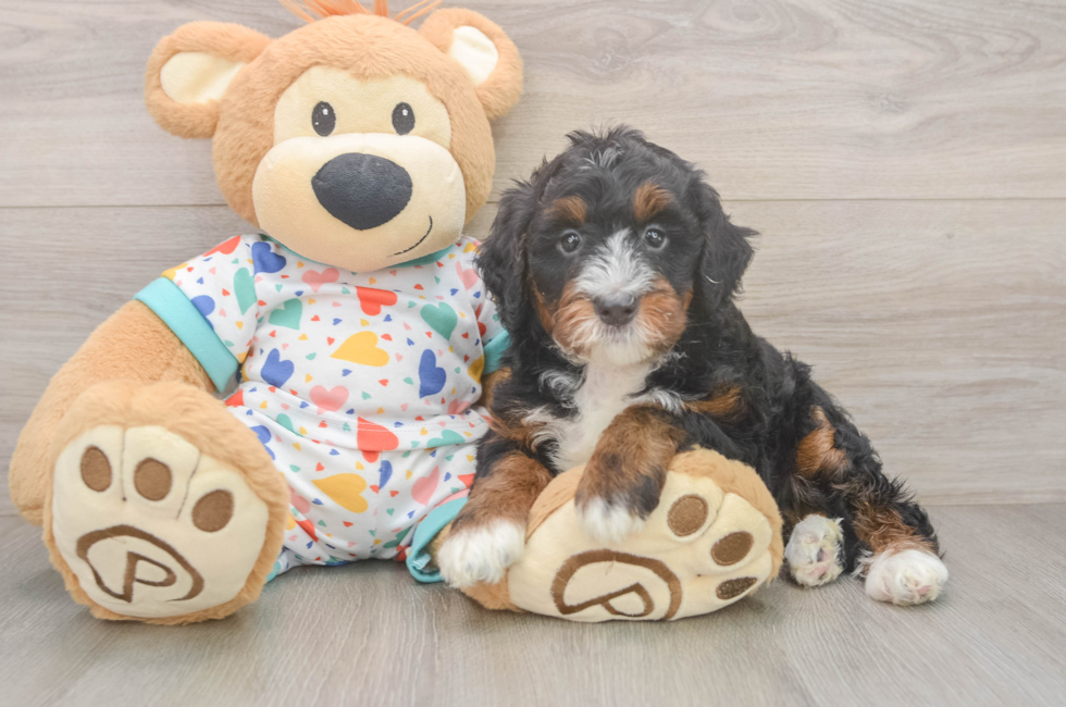 5 week old Mini Bernedoodle Puppy For Sale - Seaside Pups