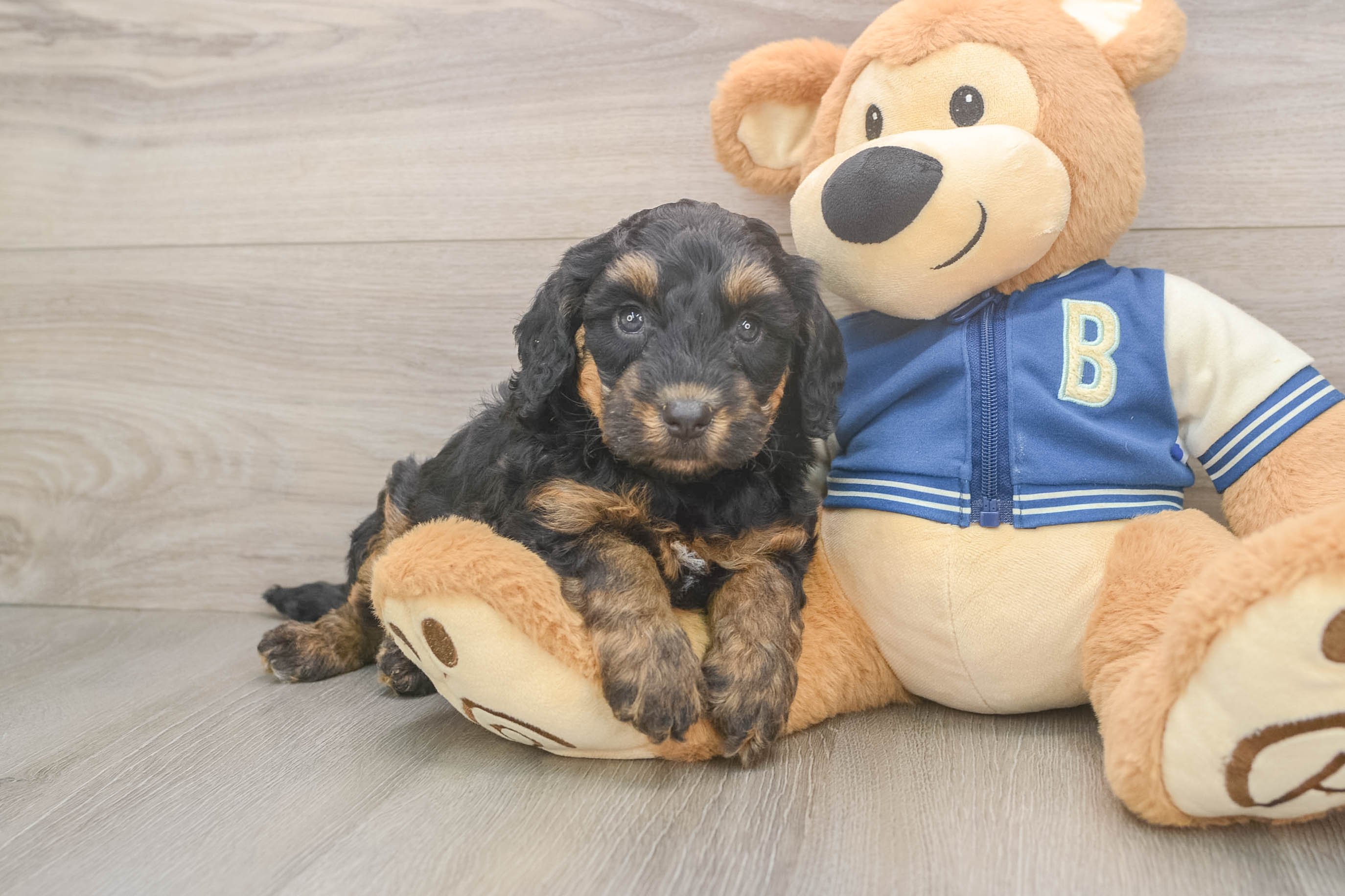 Playful Mini Berniedoodle Poodle Mix Puppy