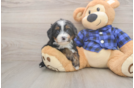 Popular Mini Bernedoodle Poodle Mix Pup