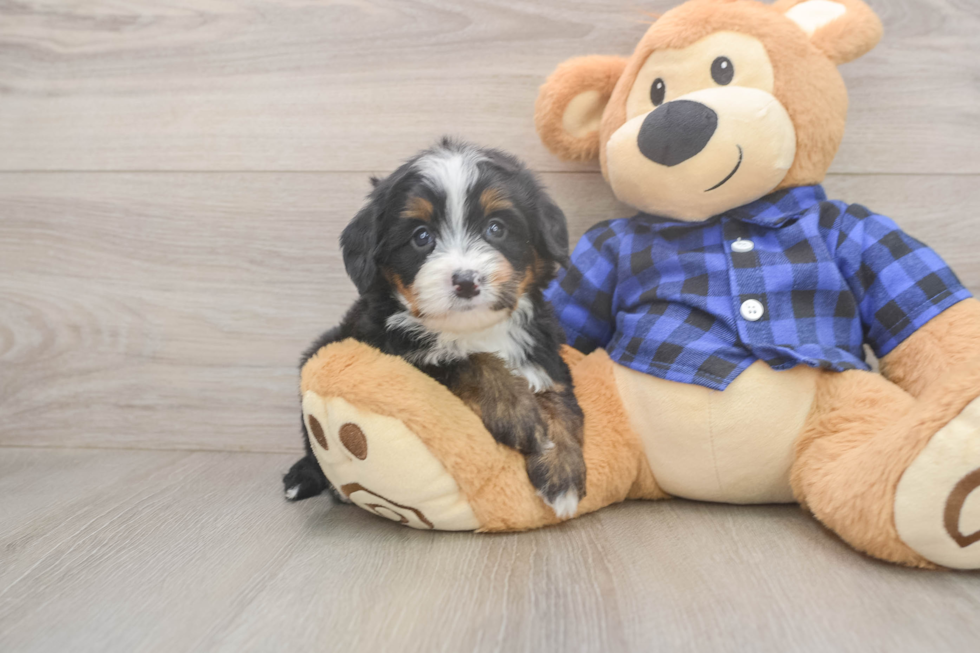 Popular Mini Bernedoodle Poodle Mix Pup