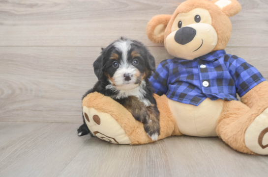 Popular Mini Bernedoodle Poodle Mix Pup