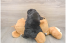 Best Mini Bernedoodle Baby