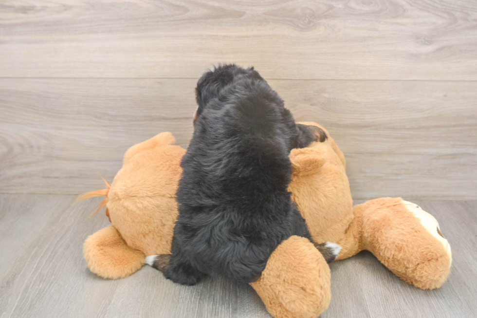 Best Mini Bernedoodle Baby