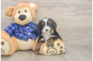 Best Mini Bernedoodle Baby