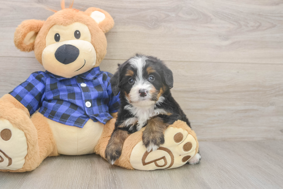 Best Mini Bernedoodle Baby