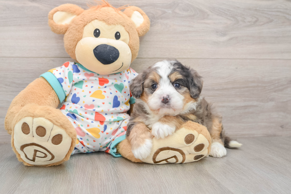 Sweet Mini Bernedoodle Baby