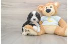 Sweet Mini Bernedoodle Baby