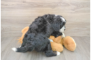 Best Mini Bernedoodle Baby