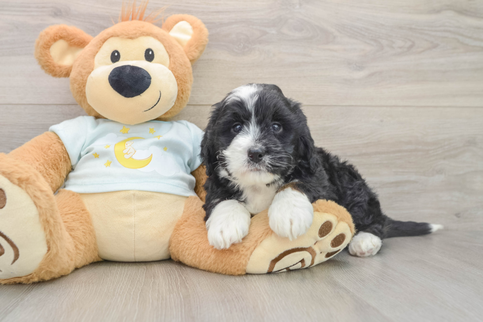 Energetic Mini Bernepoo Poodle Mix Puppy