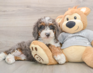 8 week old Mini Bernedoodle Puppy For Sale - Seaside Pups