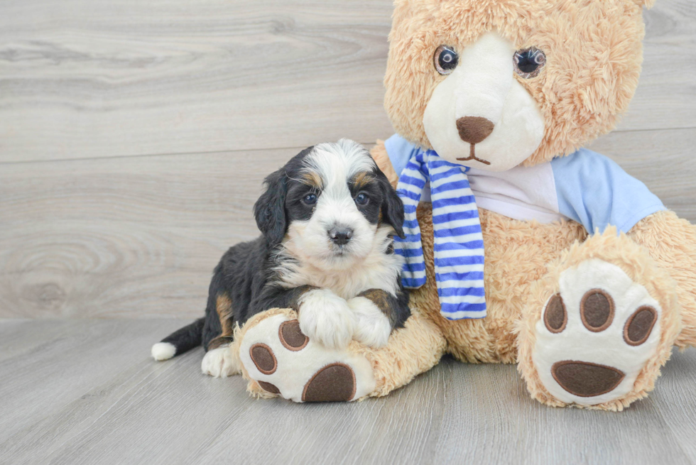 Meet Lance - our Mini Bernedoodle Puppy Photo  1/3 - Seaside Pups Best Mini Bernedoodle Baby