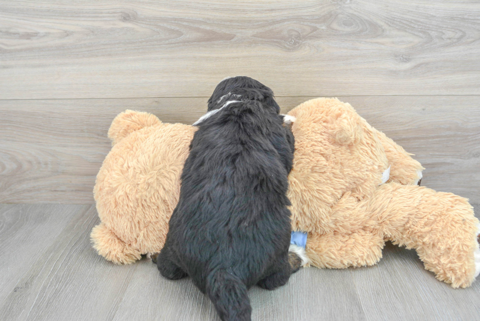 Meet Lance - our Mini Bernedoodle Puppy Photo  3/3 - Seaside Pups Best Mini Bernedoodle Baby