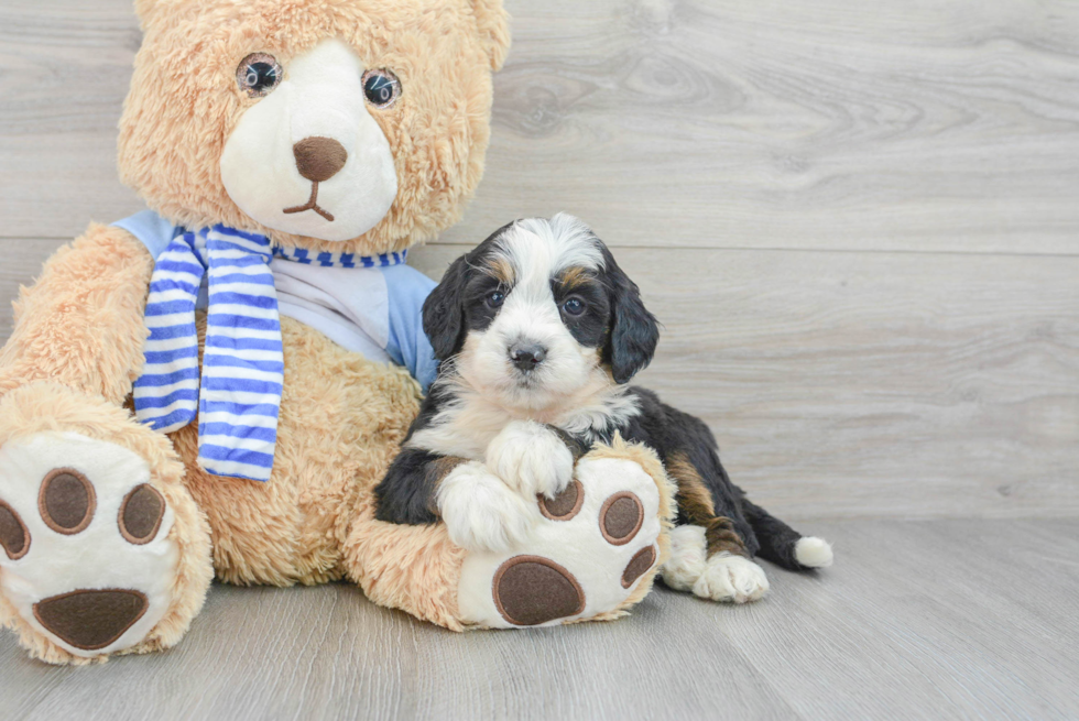 Meet Lance - our Mini Bernedoodle Puppy Photo  2/3 - Seaside Pups Mini Bernedoodle Puppy for Adoption