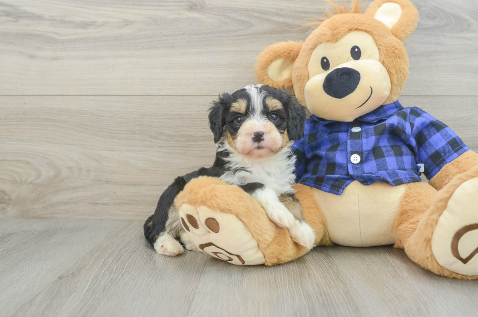 7 week old Mini Bernedoodle Puppy For Sale - Seaside Pups