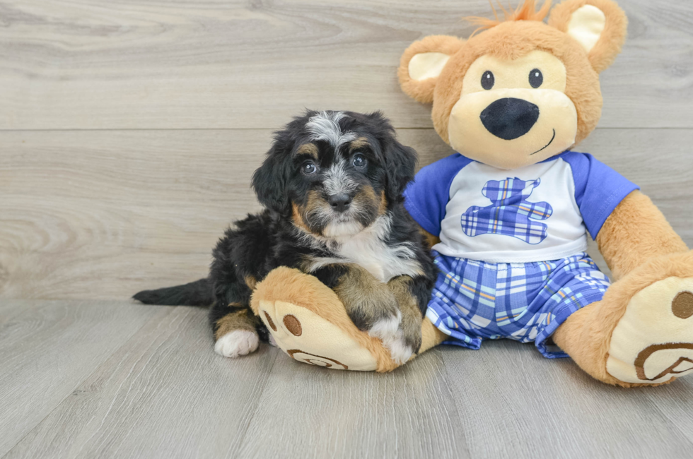 6 week old Mini Bernedoodle Puppy For Sale - Seaside Pups