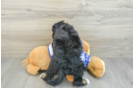 Mini Bernedoodle Puppy for Adoption