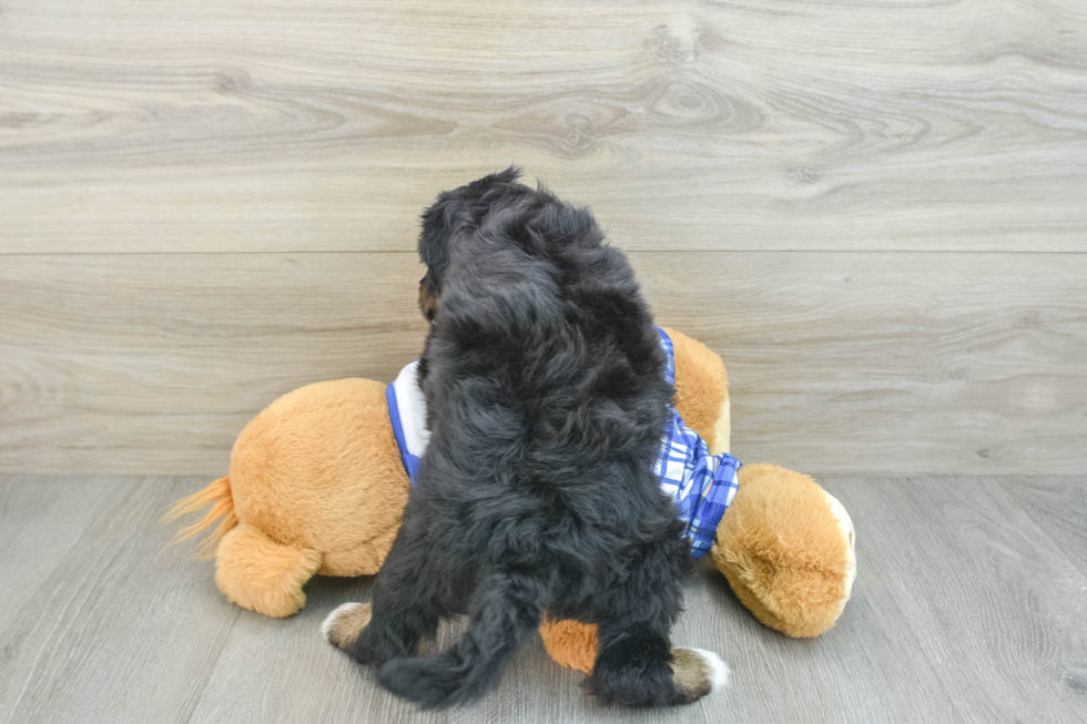 Mini Bernedoodle Puppy for Adoption