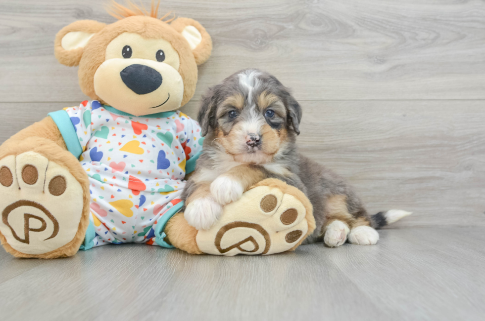 6 week old Mini Bernedoodle Puppy For Sale - Seaside Pups