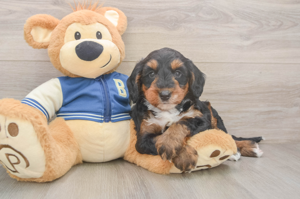 5 week old Mini Bernedoodle Puppy For Sale - Seaside Pups