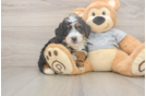 Smart Mini Bernedoodle Poodle Mix Pup