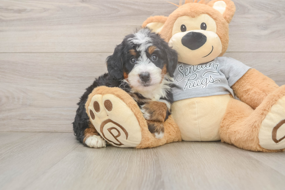 Smart Mini Bernedoodle Poodle Mix Pup
