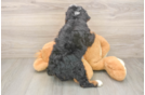Mini Bernedoodle Pup Being Cute