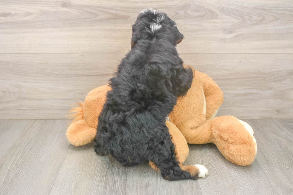 Mini Bernedoodle Pup Being Cute
