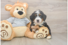 Hypoallergenic Mini Bernesepoo Poodle Mix Puppy