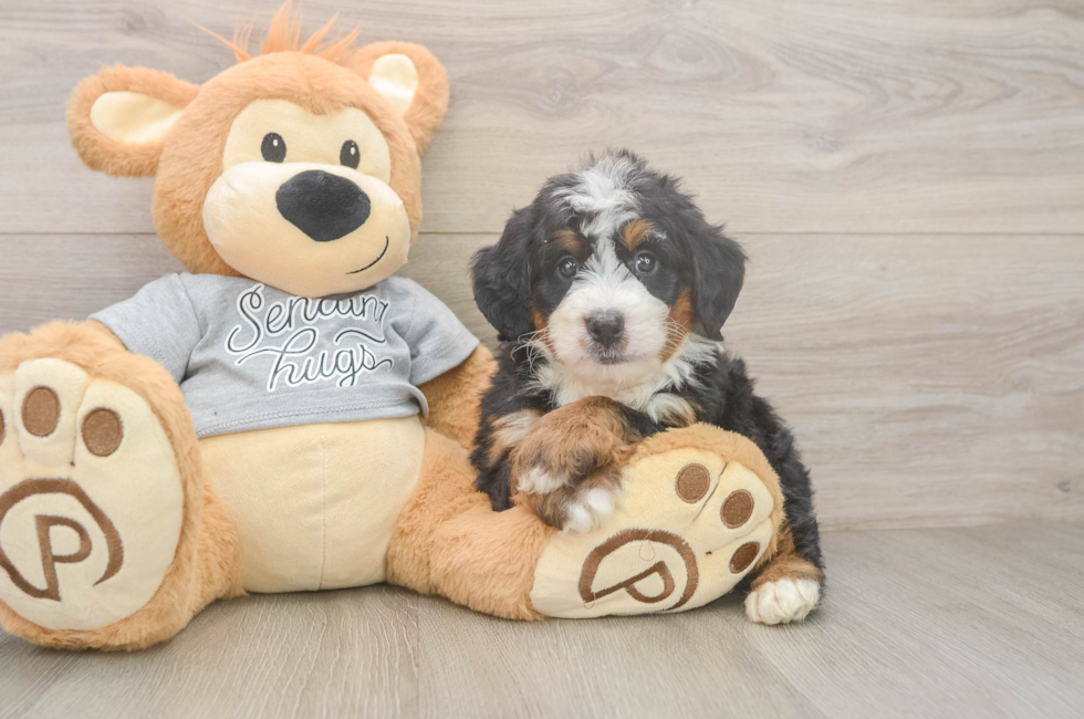 5 week old Mini Bernedoodle Puppy For Sale - Seaside Pups
