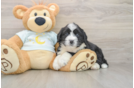 Energetic Mini Bernesedoodle Poodle Mix Puppy