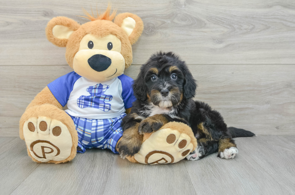 6 week old Mini Bernedoodle Puppy For Sale - Seaside Pups