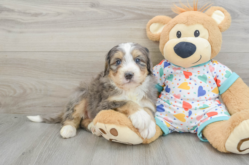 6 week old Mini Bernedoodle Puppy For Sale - Seaside Pups