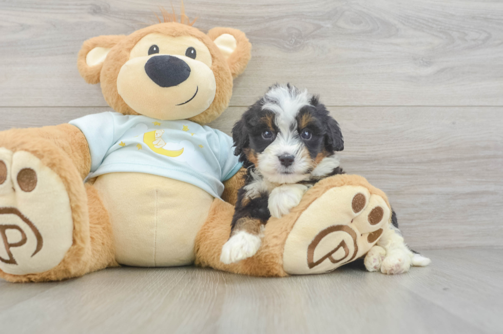 6 week old Mini Bernedoodle Puppy For Sale - Seaside Pups