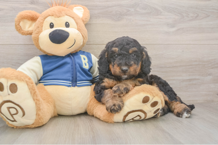 Friendly Mini Bernedoodle Baby