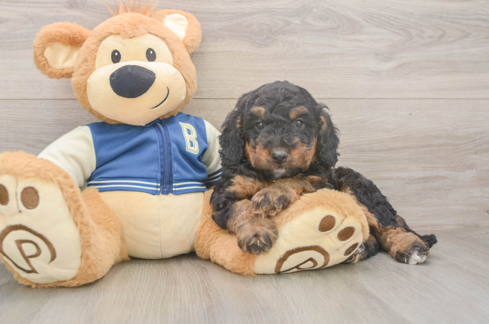 5 week old Mini Bernedoodle Puppy For Sale - Seaside Pups