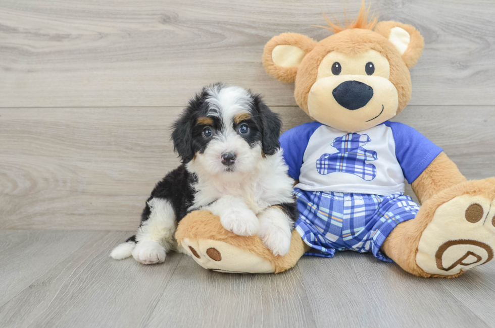 6 week old Mini Bernedoodle Puppy For Sale - Seaside Pups