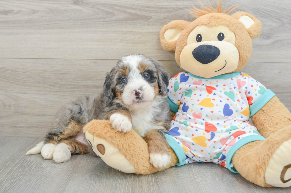 6 week old Mini Bernedoodle Puppy For Sale - Seaside Pups