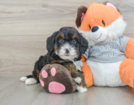 8 week old Mini Bernedoodle Puppy For Sale - Seaside Pups